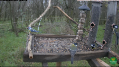 2024-12-10 21_30_20-(1) LIVE Wildlife 4K Cam - Bird Feeder (Somogy, Hungary) - YouTube – Maxthon.png