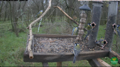 2024-12-10 21_30_18-(1) LIVE Wildlife 4K Cam - Bird Feeder (Somogy, Hungary) - YouTube – Maxthon.png