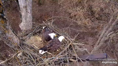 2024-12-10 22_15_30-(1) Decorah Eagles - North Nest - 4k powered by EXPLORE.org - YouTube – Maxthon.png