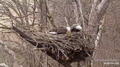 2024-12-10 22_15_56-(1) Decorah Eagles - North Nest - 4k powered by EXPLORE.org - YouTube – Maxthon.png