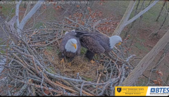 2024-12-10 22_19_54-(1) Bluff City Cam2_ ETSU_BTES Eagle Camera - YouTube – Maxthon.png