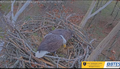 2024-12-10 22_20_07-(1) Bluff City Cam2_ ETSU_BTES Eagle Camera - YouTube – Maxthon.png