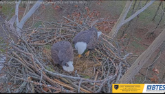 2024-12-10 22_20_30-(1) Bluff City Cam2_ ETSU_BTES Eagle Camera - YouTube – Maxthon.png