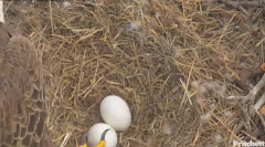 2024-12-10 22_25_05-(1) Southwest Florida Eagle Cam - YouTube – Maxthon.png