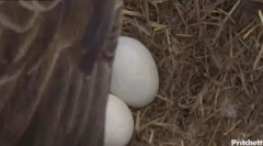 2024-12-10 22_25_11-(1) Southwest Florida Eagle Cam - YouTube – Maxthon.png