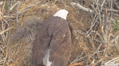 2024-12-10 22_26_06-(1) Southwest Florida Eagle Cam - YouTube – Maxthon.png
