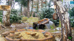 2024-12-11 21_24_03-Leśny Zakątek dla ptaków i dzikiej zwierzyny - Żywiec - kamera na żywo - YouTube.png