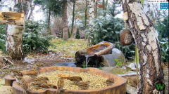 2024-12-11 21_24_06-Leśny Zakątek dla ptaków i dzikiej zwierzyny - Żywiec - kamera na żywo - YouTube.png