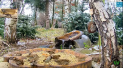 2024-12-11 21_24_15-Leśny Zakątek dla ptaków i dzikiej zwierzyny - Żywiec - kamera na żywo - YouTube.png