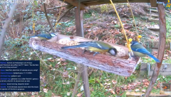 2024-12-11 21_59_22-Bird Feeder Live in Switzerland https___dlive.tv_chris_076 - YouTube – Maxthon.png
