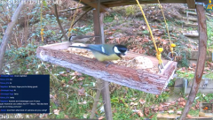 2024-12-11 21_58_08-Bird Feeder Live in Switzerland https___dlive.tv_chris_076 - YouTube – Maxthon.png