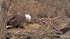 2024-12-11 22_58_24-Decorah Eagles - North Nest - 4k powered by EXPLORE.org - YouTube – Maxthon.png