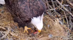 2024-12-11 22_57_29-Decorah Eagles - North Nest - 4k powered by EXPLORE.org - YouTube – Maxthon.png