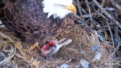 2024-12-11 22_58_49-Decorah Eagles - North Nest - 4k powered by EXPLORE.org - YouTube – Maxthon.png