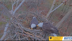 2024-12-11 23_01_59-Bluff City Cam2_ ETSU_BTES Eagle Camera - YouTube – Maxthon.png