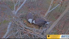 2024-12-11 23_02_11-Bluff City Cam2_ ETSU_BTES Eagle Camera - YouTube – Maxthon.png