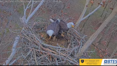 2024-12-11 23_02_22-Bluff City Cam2_ ETSU_BTES Eagle Camera - YouTube – Maxthon.png