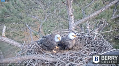 2024-12-11 23_07_15-Berry College Eagle Cams - 2024 – Maxthon.png