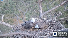2024-12-11 23_07_26-Berry College Eagle Cams - 2024 – Maxthon.png
