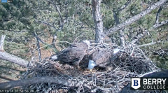 2024-12-11 23_07_59-Berry College Eagle Cams - 2024 – Maxthon.png