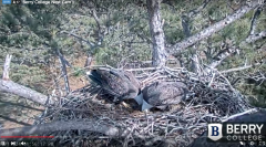 2024-12-11 23_08_11-Berry College Eagle Cams - 2024 – Maxthon.png