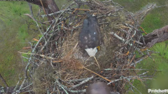 2024-12-11 23_11_42-Southwest Florida Eagle Cam - YouTube – Maxthon.png