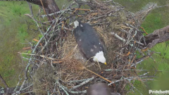 2024-12-11 23_11_52-Southwest Florida Eagle Cam - YouTube – Maxthon.png