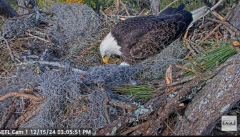 2024-12-15 21_45_12-NEFL Cam 1 - Live Bald Eagle Cam - YouTube – Maxthon.png