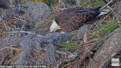 2024-12-15 21_45_39-NEFL Cam 1 - Live Bald Eagle Cam - YouTube – Maxthon.png