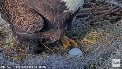 2024-12-15 21_46_02-NEFL Cam 1 - Live Bald Eagle Cam - YouTube – Maxthon.png