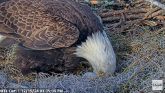 2024-12-15 21_46_13-NEFL Cam 1 - Live Bald Eagle Cam - YouTube – Maxthon.png