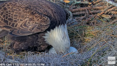 2024-12-15 21_46_15-NEFL Cam 1 - Live Bald Eagle Cam - YouTube – Maxthon.png