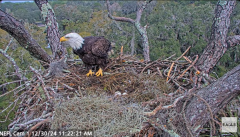 2024-12-30 20_56_07-NEFL Cam 1 - Live Bald Eagle Cam - YouTube – Maxthon.png