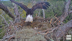 2024-12-30 20_56_24-NEFL Cam 1 - Live Bald Eagle Cam - YouTube – Maxthon.png