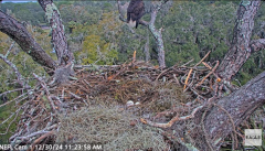 2024-12-30 20_56_46-NEFL Cam 1 - Live Bald Eagle Cam - YouTube – Maxthon.png