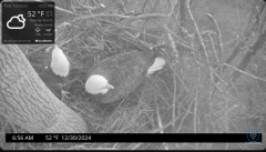 2024-12-30 22_31_29-Port Tobacco Eagle Cam - YouTube – Maxthon.png