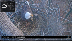 2024-12-30 22_31_55-Port Tobacco Eagle Cam - YouTube – Maxthon.png