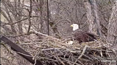 2025-01-01 20_16_12-Decorah Eagles - North Nest - 4k powered by EXPLORE.org - YouTube – Maxthon.png