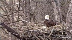 2025-01-01 20_17_48-Decorah Eagles - North Nest - 4k powered by EXPLORE.org - YouTube – Maxthon.png