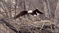 2025-01-01 20_17_58-Decorah Eagles - North Nest - 4k powered by EXPLORE.org - YouTube – Maxthon.png