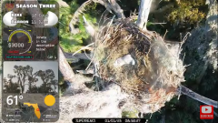 2025-01-01 21_58_45-Southwest Central Florida Eagle Cam - YouTube – Maxthon.png