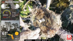 2025-01-01 21_59_07-Southwest Central Florida Eagle Cam - YouTube – Maxthon.png