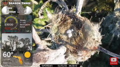 2025-01-01 21_59_12-Southwest Central Florida Eagle Cam - YouTube – Maxthon.png
