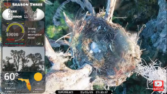 2025-01-01 21_59_24-Southwest Central Florida Eagle Cam - YouTube – Maxthon.png