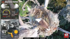 2025-01-01 21_59_44-Southwest Central Florida Eagle Cam - YouTube – Maxthon.png