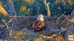 2025-01-01 22_03_45-NEFL Cam 1 - Live Bald Eagle Cam - YouTube – Maxthon.png