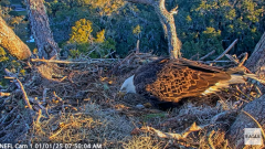 2025-01-01 22_04_07-NEFL Cam 1 - Live Bald Eagle Cam - YouTube – Maxthon.png