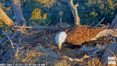 2025-01-01 22_04_18-NEFL Cam 1 - Live Bald Eagle Cam - YouTube – Maxthon.png