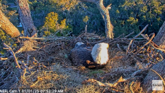 2025-01-01 22_04_24-NEFL Cam 1 - Live Bald Eagle Cam - YouTube – Maxthon.png