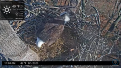 2025-01-01 22_07_55-Port Tobacco Eagle Cam - YouTube – Maxthon.png